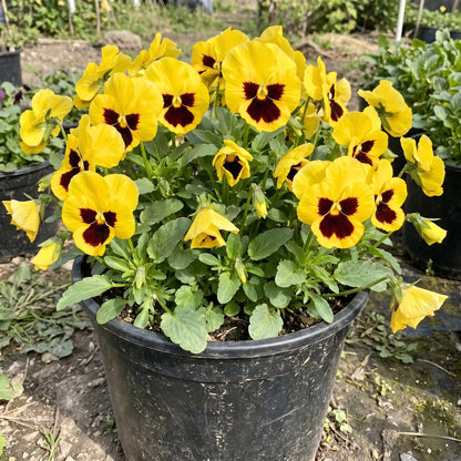 Pansy Yellow Blotch Seeds – F1 Hybrid