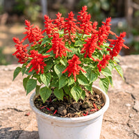 Salvia Bonfire Red Flower Seeds