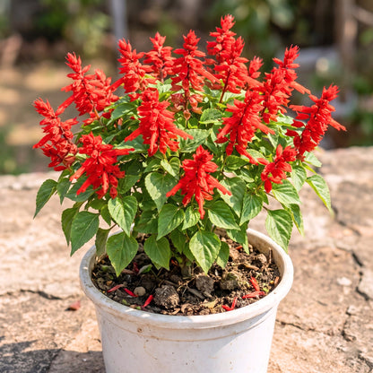 Salvia Bonfire Red Flower Seeds