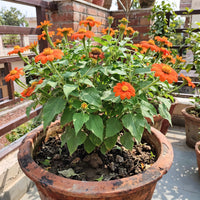 Tithonia Orange Flower Seeds