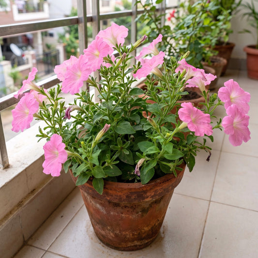 Petunia Grandiflora Rose Flower Seeds