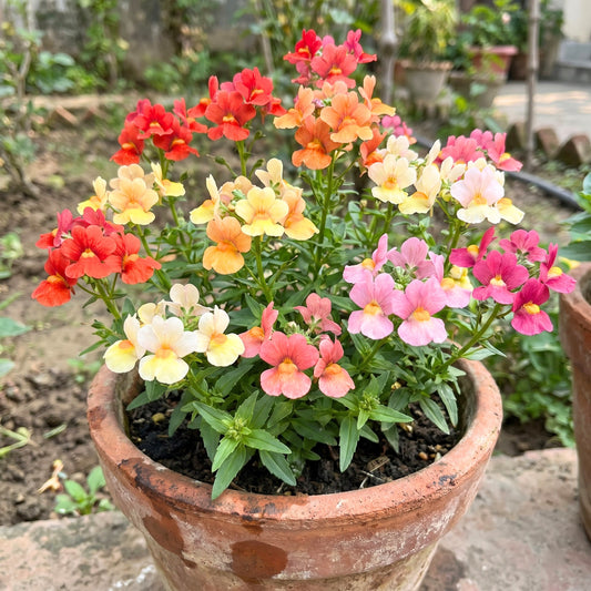 Nemesia Carnival Mixed Colors Flower Seeds