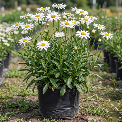Chrysanthemum Maximum Alaska Flower Seeds
