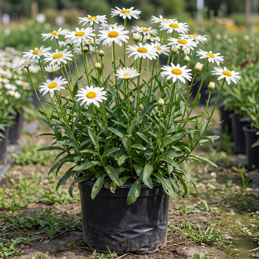 Chrysanthemum Maximum Alaska Flower Seeds