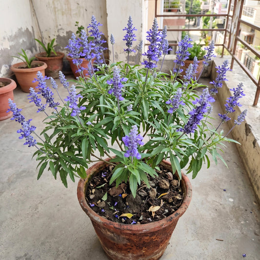 Salvia Farinacea Blue Flower Seeds
