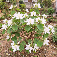 Kachnar Bauhinia White Flower Seeds