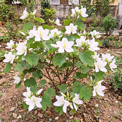 Kachnar Bauhinia White Flower Seeds