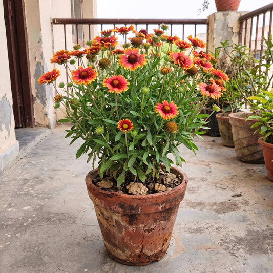 Gaillardia Mixed Color Flower Seeds