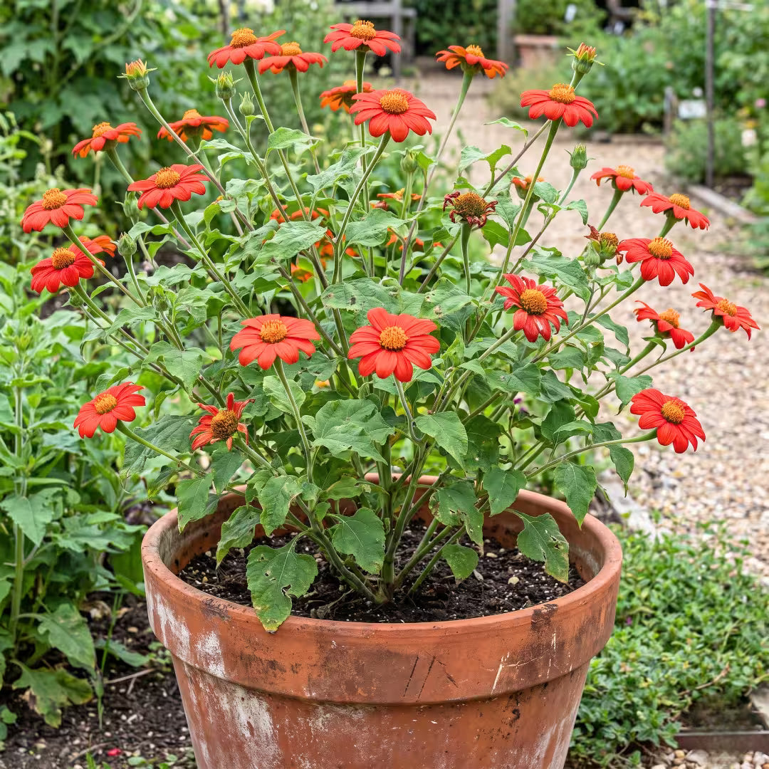 Tithonia Torch Red Seeds