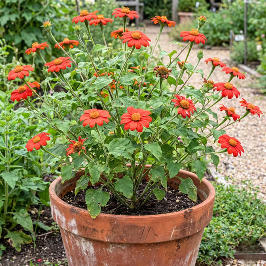 Tithonia Torch Red Seeds