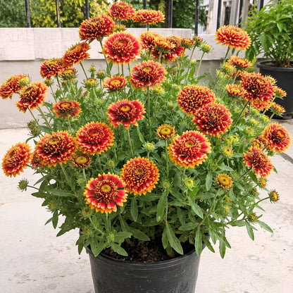 Gaillardia Finest Mix Seeds – F1 Hybrid