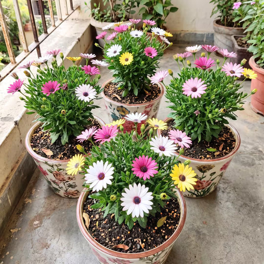 Osteospermum Flower Seeds