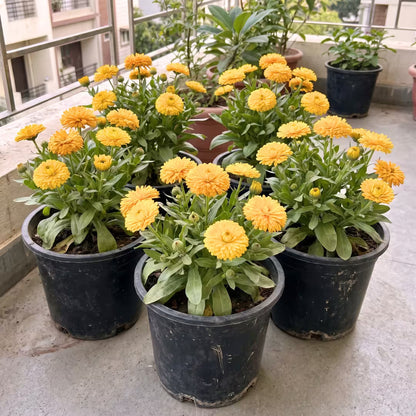 Calendula Bon Bon Yellow Flower Seeds