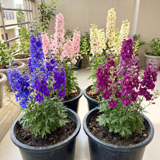 Larkspur Fire Mixed Color Flower Seeds