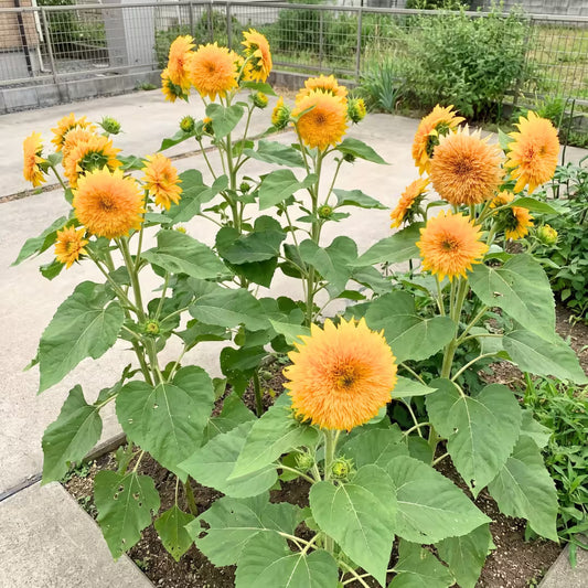 Sunflower Tall Sungold Flower Seeds