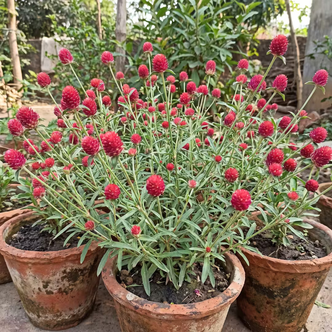 Gomphrena Haageana Strawberry Flower Seeds