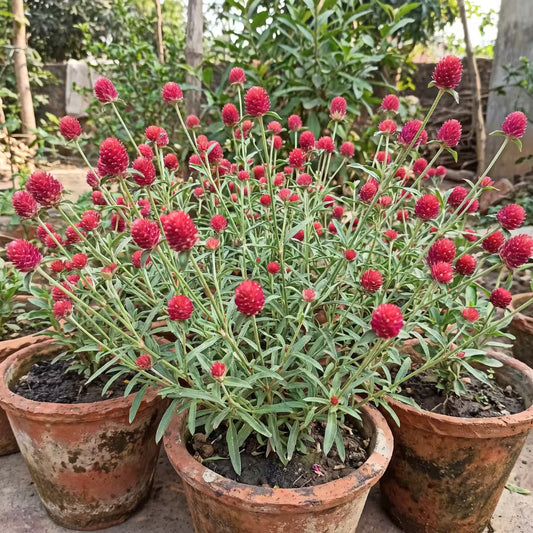 Gomphrena Haageana Strawberry Flower Seeds