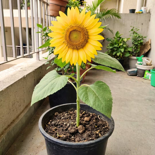 Sunflower Big Bloom Flower Seeds