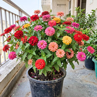Zinnia Lilliput Mix Flower Seeds