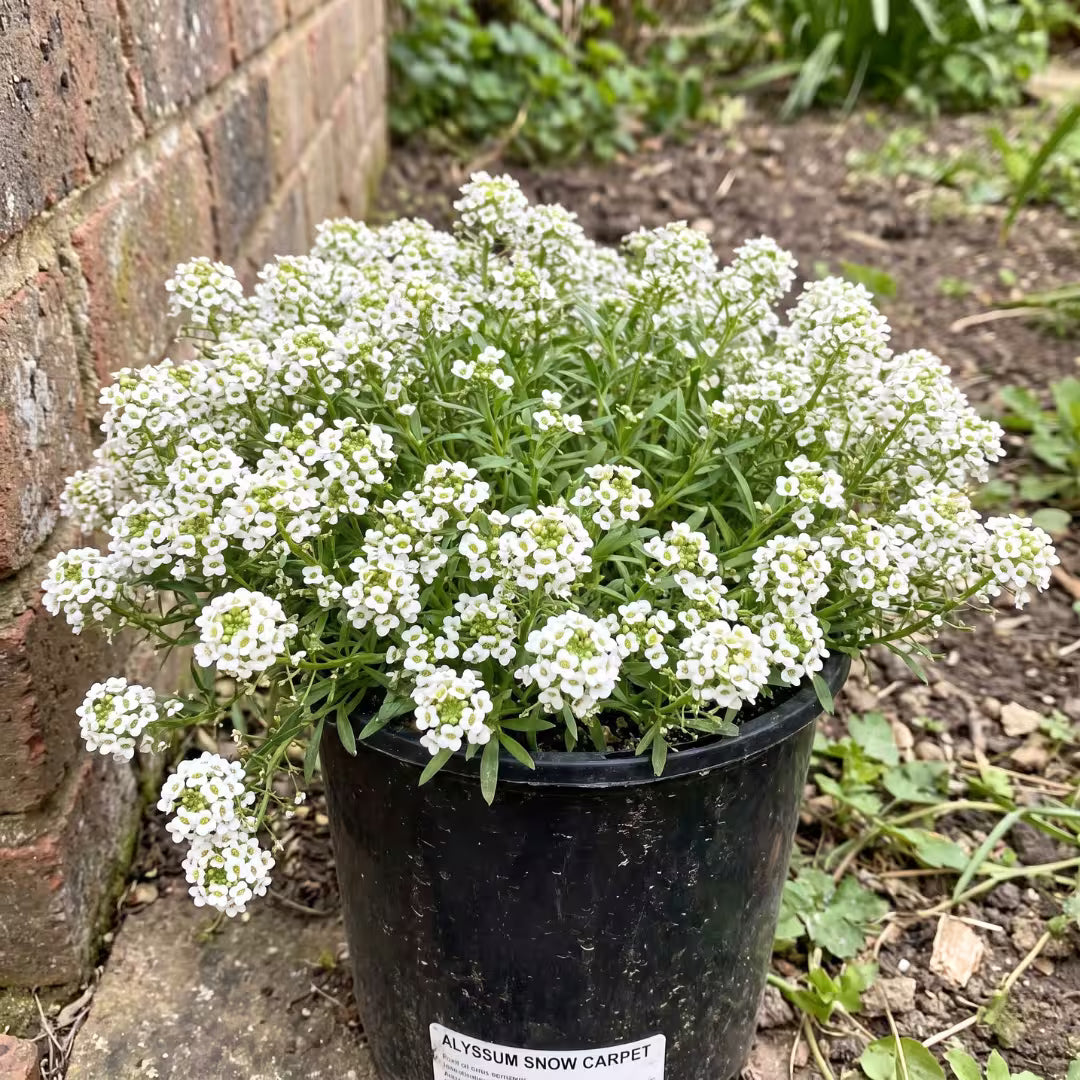 Alyssum Snow Carpet Flower Seeds