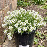 Alyssum Snow Carpet Flower Seeds