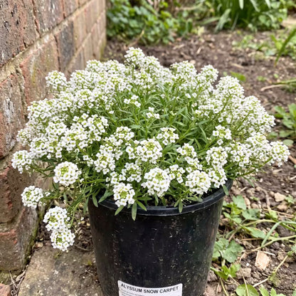 Alyssum Snow Carpet Flower Seeds