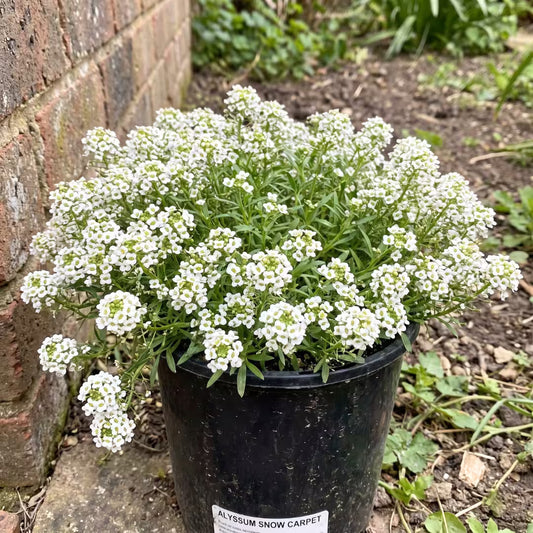 Alyssum Snow Carpet Flower Seeds