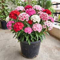 Dianthus Mixed Color Flower Seeds