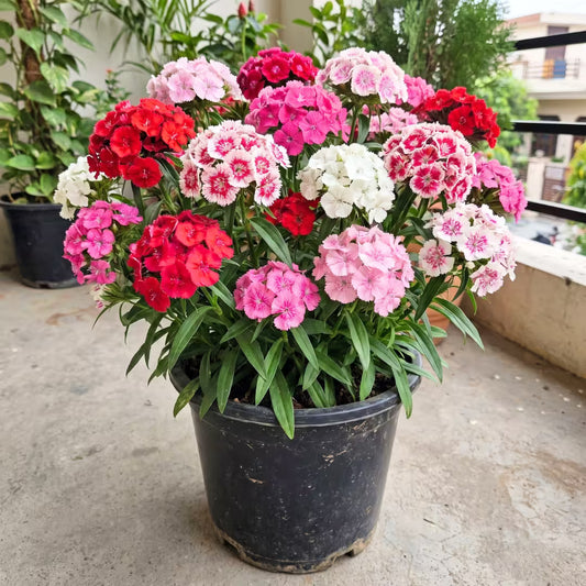 Sweet William Mixed Color Flower Seeds