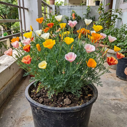 California Poppy Mix Color Flower Seeds