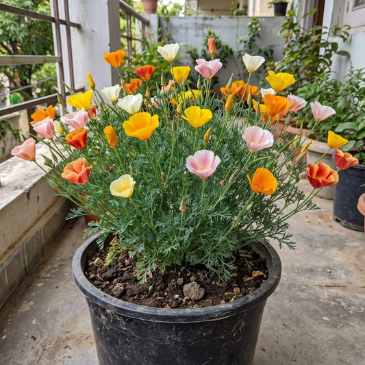 California Poppy Mix Color Flower Seeds