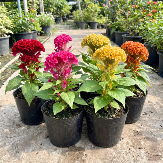 Cockscomb Mixed Color Flower Seeds