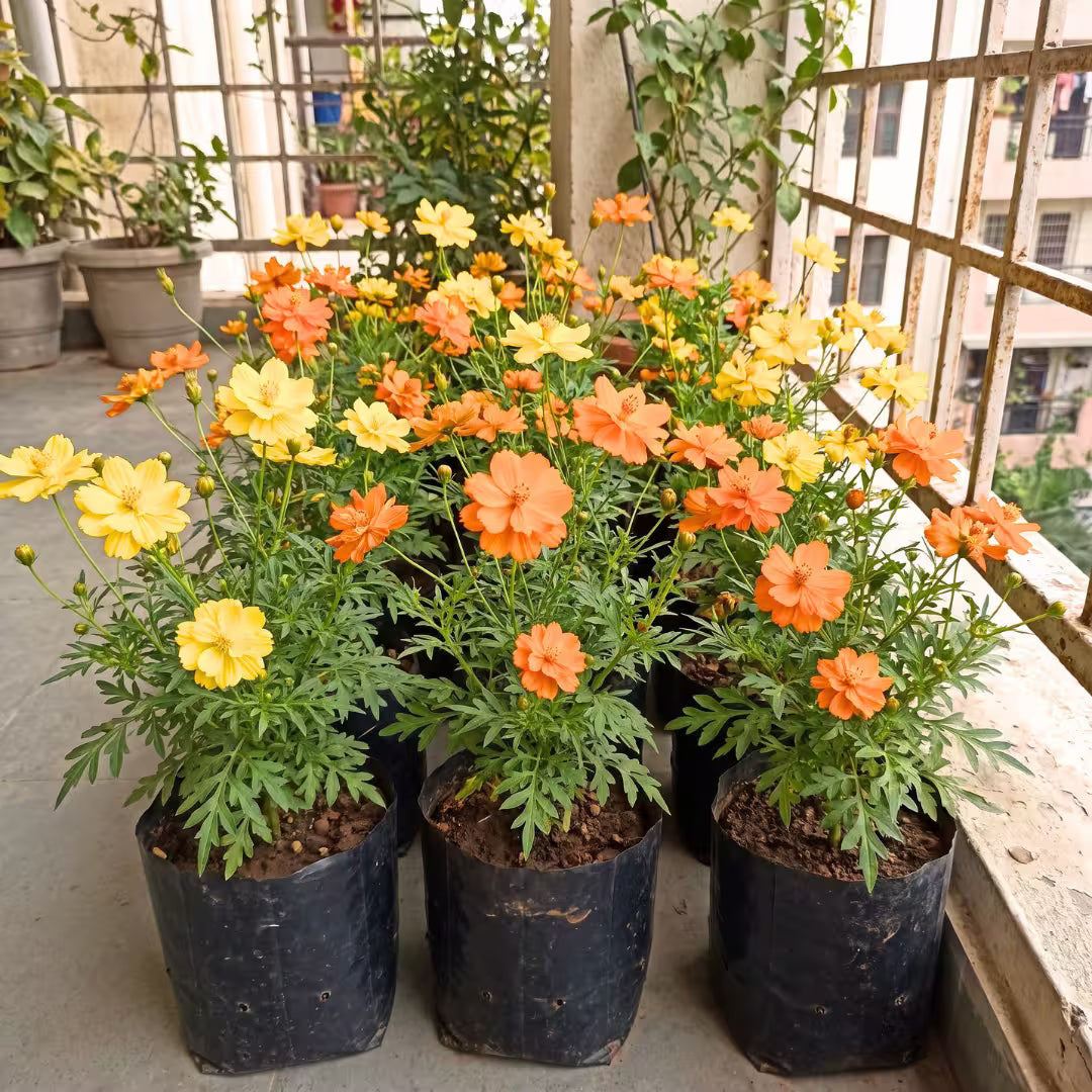 Cosmos Orange and Yellow Mix Flower Seeds
