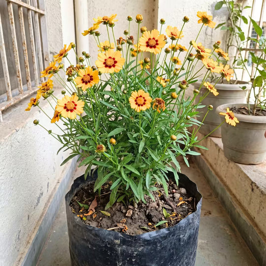 Coreopsis Flower Seeds