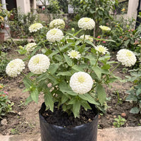 Zinnia Double White Flower Seeds