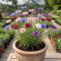 Cornflower Mixed Color Flower Seeds