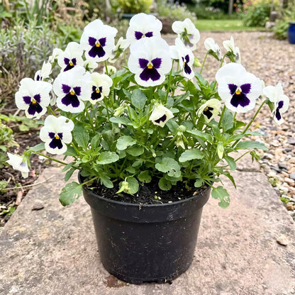 Pansy White Blotch Seeds – F1 Hybrid