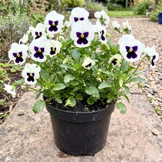 Pansy White Blotch Seeds – F1 Hybrid