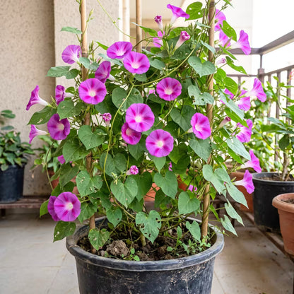 Morning Glory Scarlett O'Hara Flower Seeds