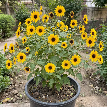 Sunflower Single Miniature Flower Seeds