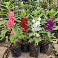Balsamine Rose Flower Seeds