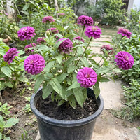 Zinnia Double Purple Flower Seeds