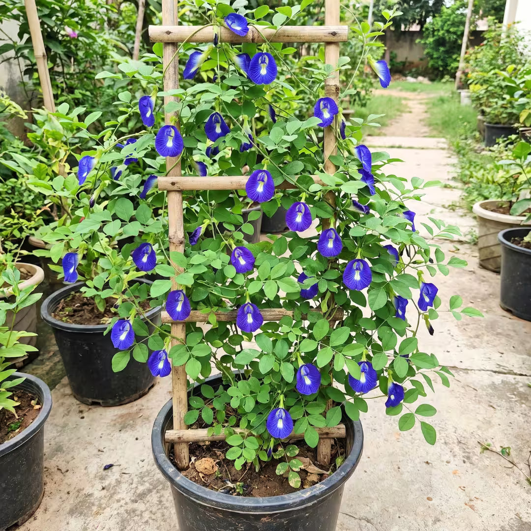 Aparajita Butterfly Pea Blue Flower Seeds