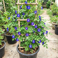 Aparajita Butterfly Pea Blue Flower Seeds