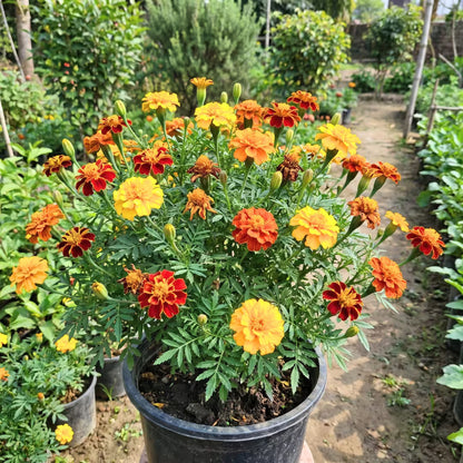 French Marigold Mixed Color Seeds