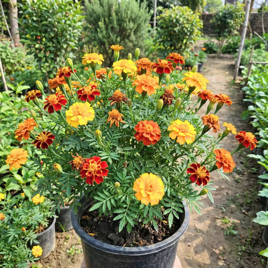 French Marigold Mixed Color Seeds