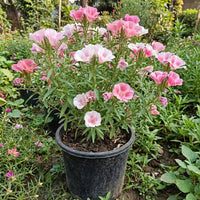Godetia Clarkia Mix Flower Seeds