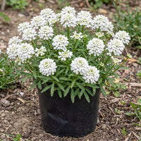 Candytuft White Color Flower Seeds