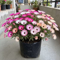 Ice Plant Mixed Color Flower Seeds