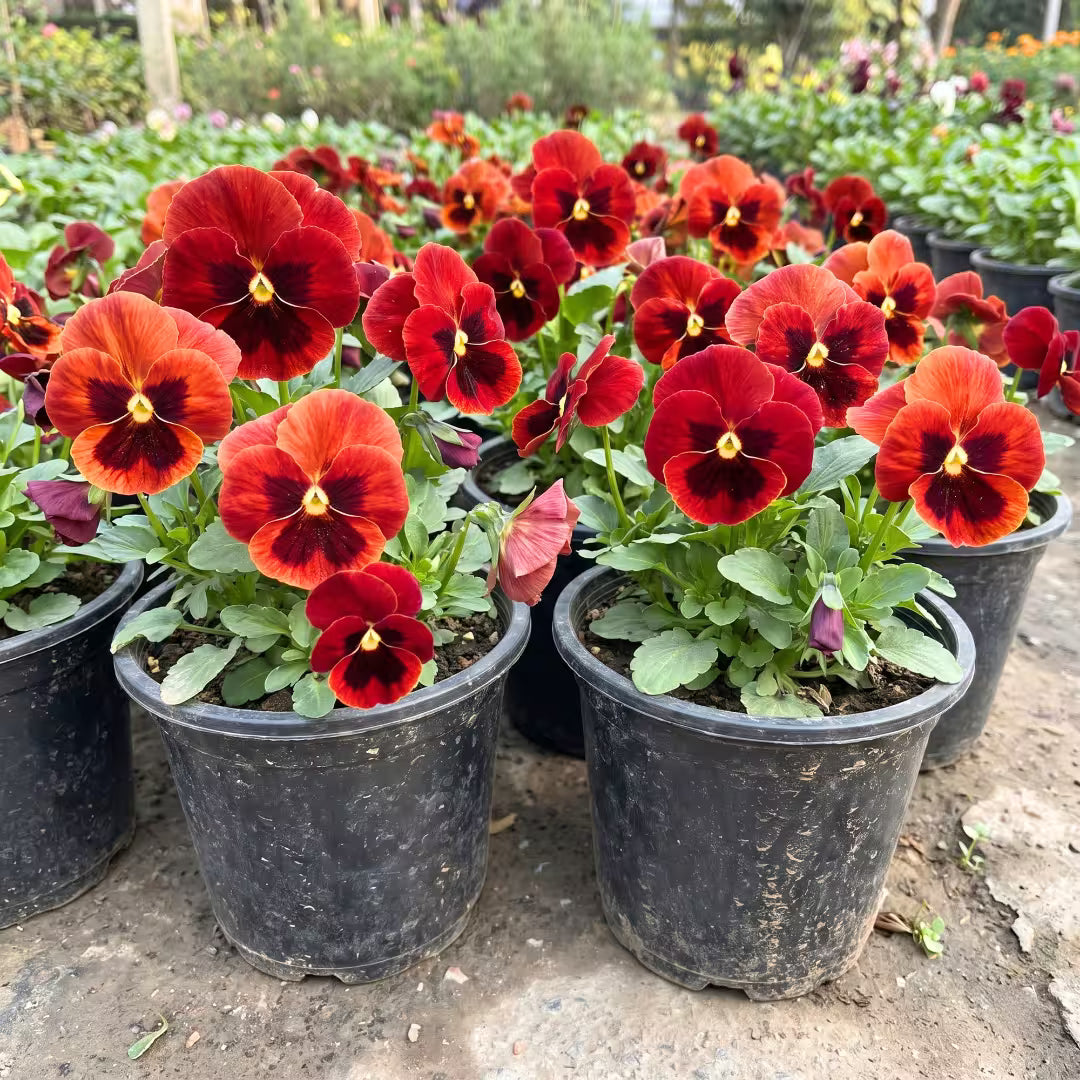 Pansy Delta Fire Seeds – F1 Hybrid
